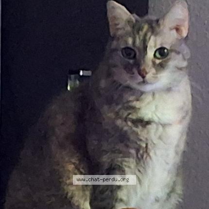 Foto 1/1 HERMINE Chat perdido en La garde