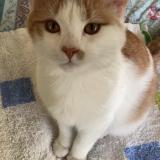 Foto del gato perdido en Toulouse