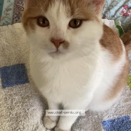 Foto 1/1 Rugby Chat perdido en Toulouse