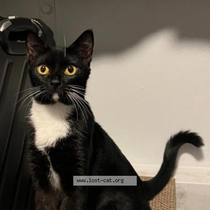 Foto 1/1 Bee Chat perdido en Singapore