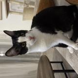 Foto del gato perdido en Cornebarrieu