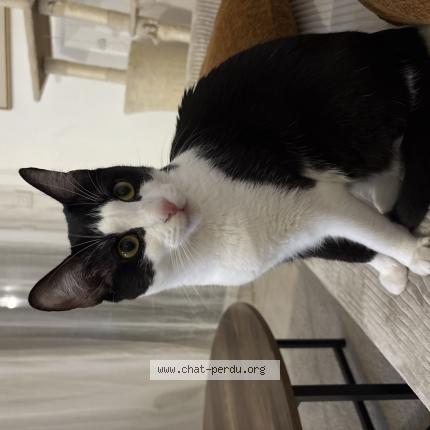 Foto 1/1 NALA ou BÉBÉ Chat perdido en Cornebarrieu