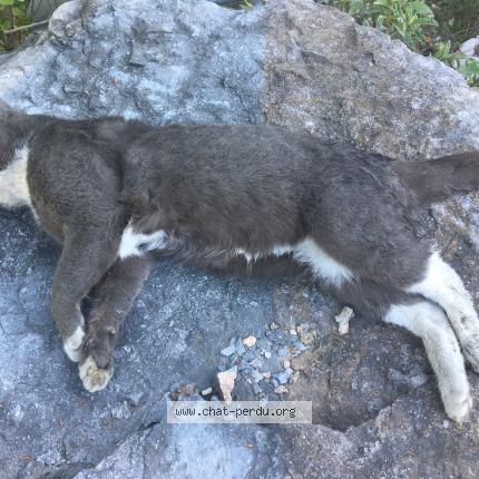 Foto 1/1 Gato encontrado Encontrado en Voreppe