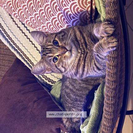 Foto 1/1 Lily Chat perdido en Verton