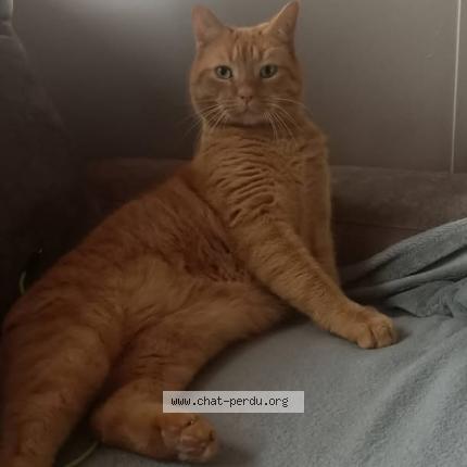 Foto 1/1 NORY Chat perdido en Rouen