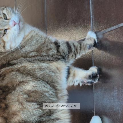 Foto 1/1 Gato encontrado Encontrado en Moire