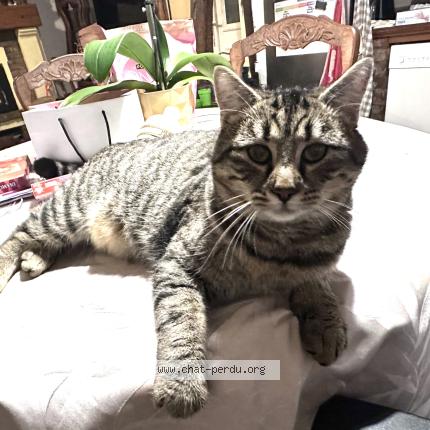 Foto 1/1 Aster Chat perdido en Saleux