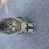 Foto de gato encontrado en Varrains