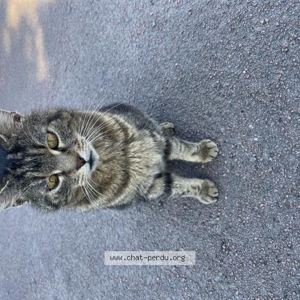 Foto 1/1 Gato encontrado Encontrado en Varrains