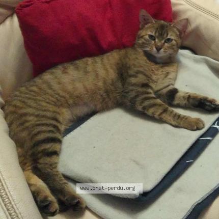 Foto 1/1 Gato encontrado Perdido en Haims