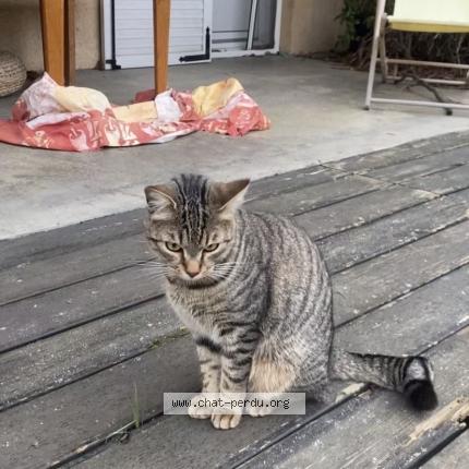 Foto 1/1 Zorro Chat perdido en Couzon au mont d or