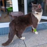 Foto del gato perdido en Nantes