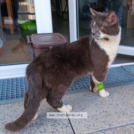 Foto 1/1 Miou-miou Chat perdido en Nantes