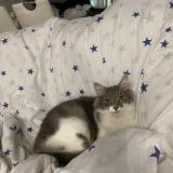 Foto del gato perdido en Limay