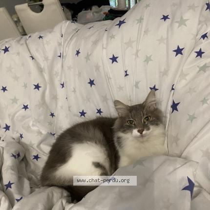 Foto 1/1 Koumo Chat perdido en Limay