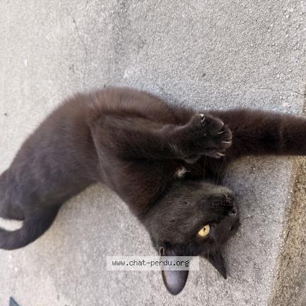 Foto 1/1 Gato encontrado Encontrado en Archiac