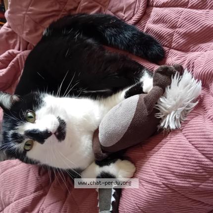 Foto 1/1 Charlie Chat perdido en Chaumont