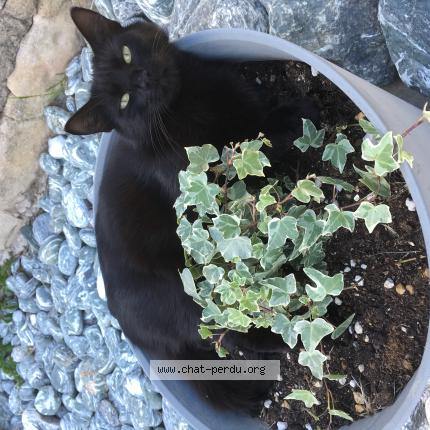 Foto 1/1 Sou Chat perdido en Villetelle