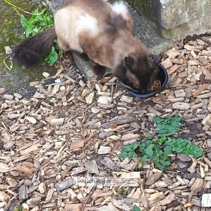 Foto 1/1 Gato encontrado Encontrado en Rennes