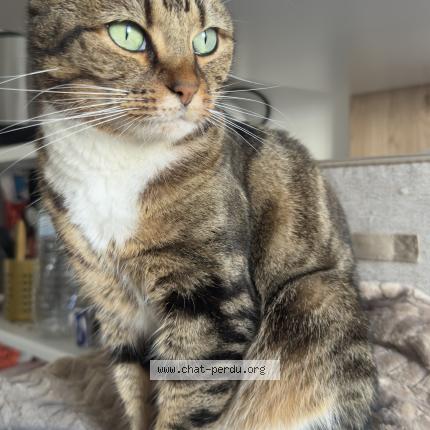 Foto 1/1 Bibi Chat perdido en Versailles