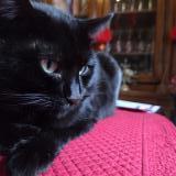 Foto del gato perdido en Nanterre