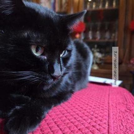 Foto 1/1 Miracle Chat perdido en Nanterre