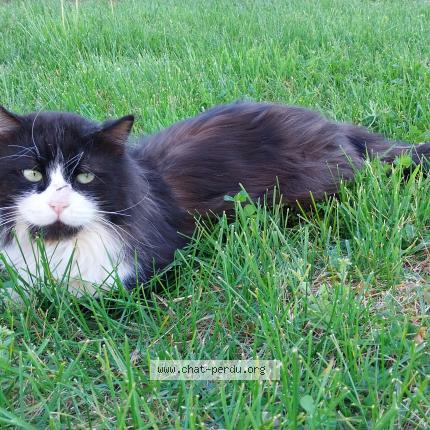 Foto 1/1 Gato encontrado Encontrado en Vinezac