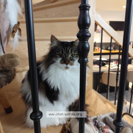 Foto 1/1 Nilha Chat perdido en Amiens