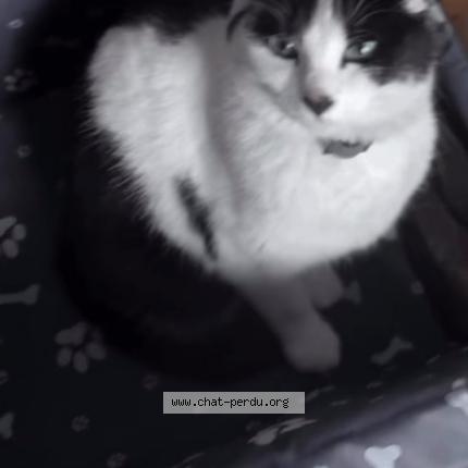 Foto 1/1 Kaito Chat perdido en La chapelle d armentieres