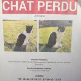 Foto del gato perdido en Blois