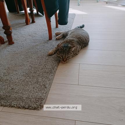 Foto 1/1 Tigrou Chat perdido en Chaingy