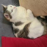 Foto del gato perdido en Chatenay Malabry