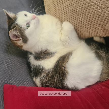 Foto 1/1 Murka Chat perdido en Chatenay malabry