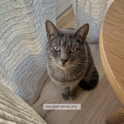 Foto 1/1 Willy Chat perdido en Lambres lez douai