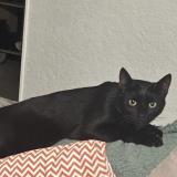 Foto del gato perdido en Molsheim