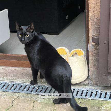 Foto 2/2 Touille Chat perdido en Molsheim