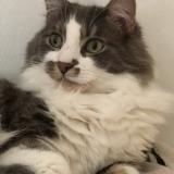 Foto del gato perdido en Pigny