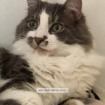 Foto 1/1 Miou Chat perdido en Pigny