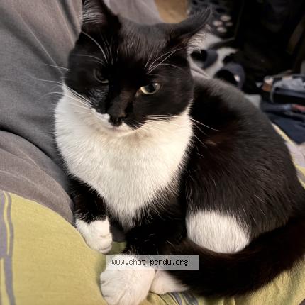 Foto 1/1 Cali Chat perdido en Lorient