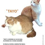 Foto del gato perdido en Lyon