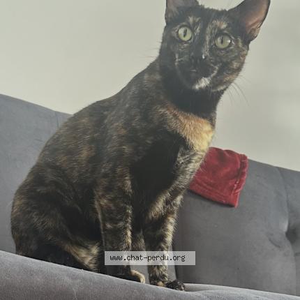 Foto 1/1 Gin Chat perdido en Lyon