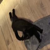 Foto del gato perdido en Thil