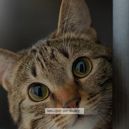 Foto 1/1 Art&eacute;mis Chat perdido en Saint marc le blanc