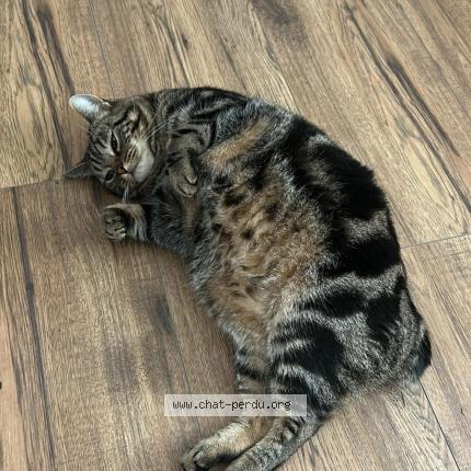 Foto 1/1 Ramzy Chat perdido en Thierville sur meuse