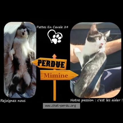 Foto 1/1 Minette Chat perdido en Agonac