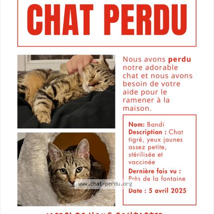 Foto 1/1 Bandi Chat perdido en Villeneuve