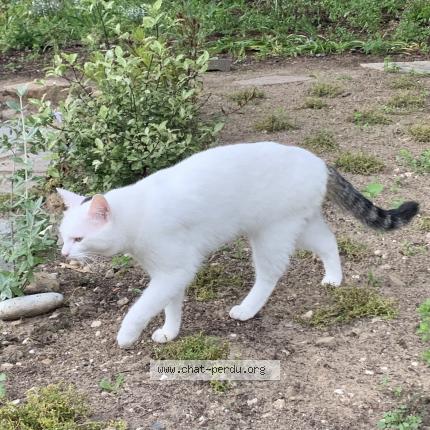 Foto 1/1 Mirza Chat perdido en Agon coutainville