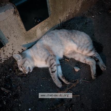 Foto 1/1 Gato encontrado Encontrado en Saint cloud