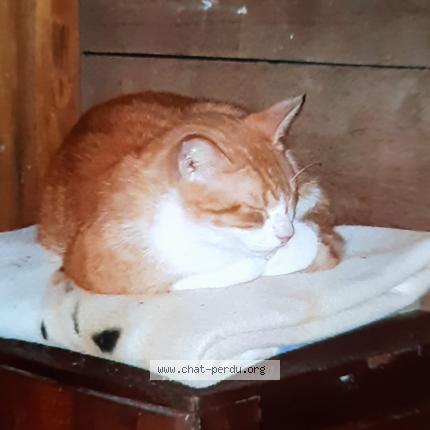 Foto 1/2 Tigrou Chat perdido en Lherm