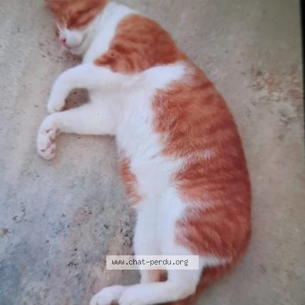 Foto 2/2 Tigrou Chat perdido en Lherm